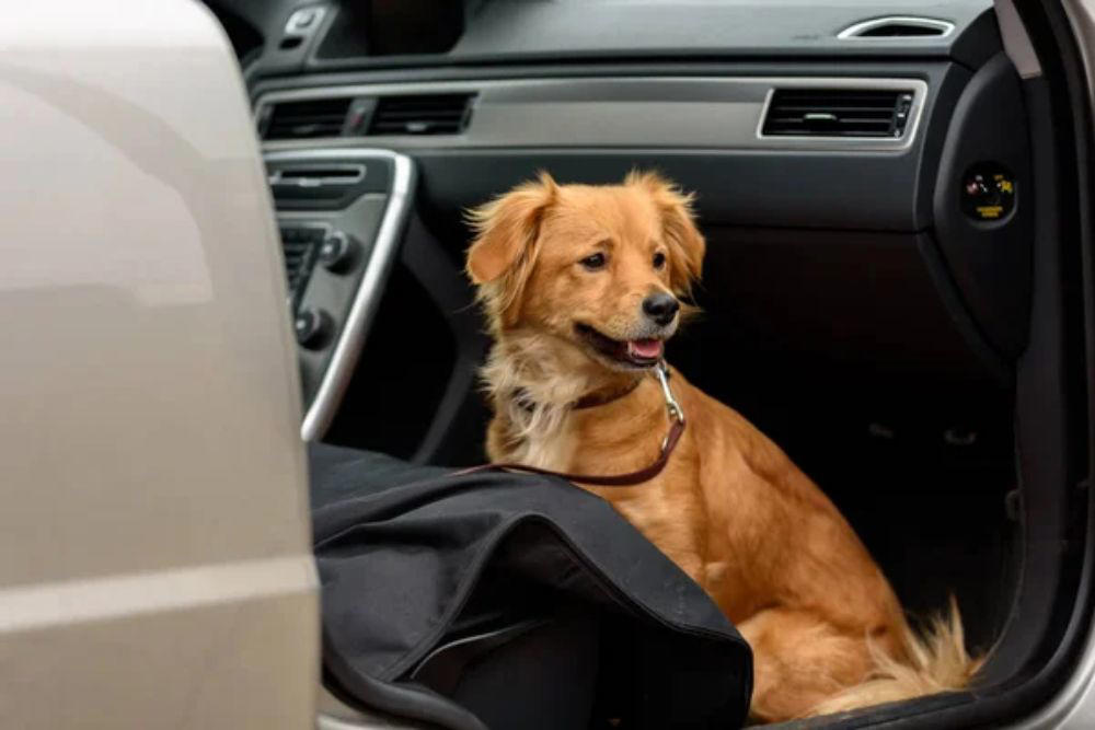Size restraints properly for your pet Keep pets in the back seat, Size restraints properly for your pet, Secure crates and carriers with seat belts, Gradually acclimate pets to car travel, Feed pets hours before departure, Update identification before traveling, Pack essential travel supplies, Monitor temperature throughout the journey, Avoid pickup truck beds entirely, Prepare for hot weather emergencies, Choose certified safety products over cheap alternatives, Making every mile matter