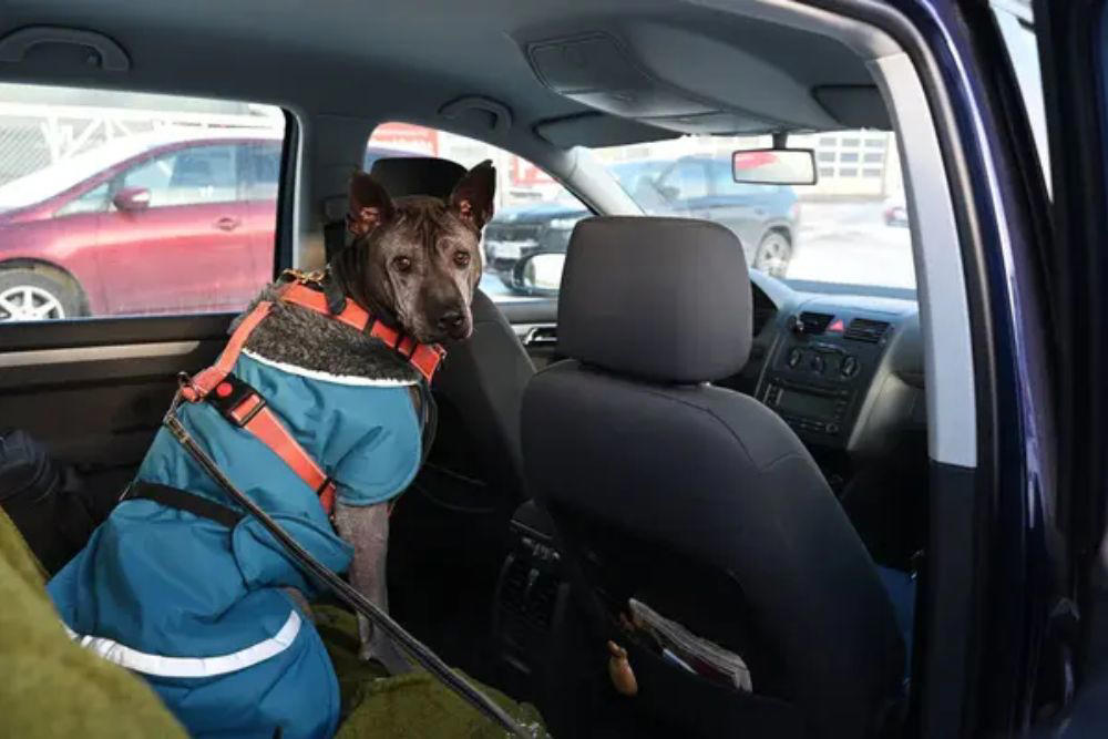 Update identification before traveling Keep pets in the back seat, Size restraints properly for your pet, Secure crates and carriers with seat belts, Gradually acclimate pets to car travel, Feed pets hours before departure, Update identification before traveling, Pack essential travel supplies, Monitor temperature throughout the journey, Avoid pickup truck beds entirely, Prepare for hot weather emergencies, Choose certified safety products over cheap alternatives, Making every mile matter