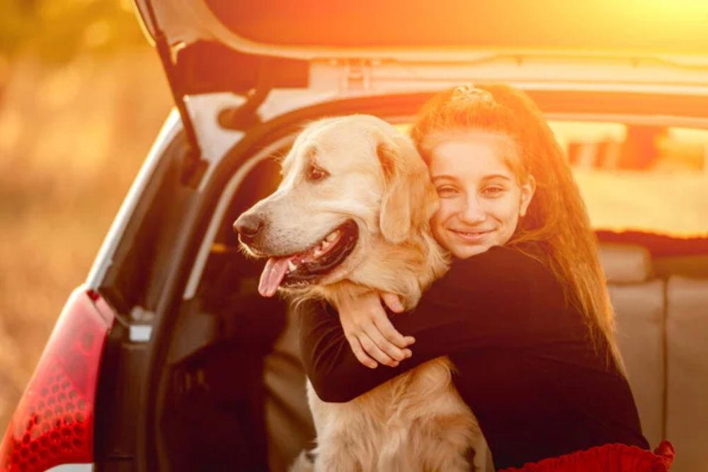 Making every mile matter Keep pets in the back seat, Size restraints properly for your pet, Secure crates and carriers with seat belts, Gradually acclimate pets to car travel, Feed pets hours before departure, Update identification before traveling, Pack essential travel supplies, Monitor temperature throughout the journey, Avoid pickup truck beds entirely, Prepare for hot weather emergencies, Choose certified safety products over cheap alternatives, Making every mile matter