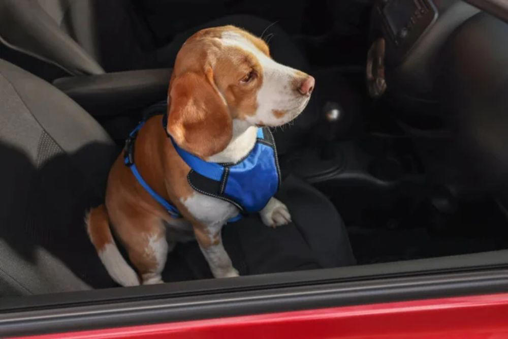 Gradually acclimate pets to car travel Keep pets in the back seat, Size restraints properly for your pet, Secure crates and carriers with seat belts, Gradually acclimate pets to car travel, Feed pets hours before departure, Update identification before traveling, Pack essential travel supplies, Monitor temperature throughout the journey, Avoid pickup truck beds entirely, Prepare for hot weather emergencies, Choose certified safety products over cheap alternatives, Making every mile matter