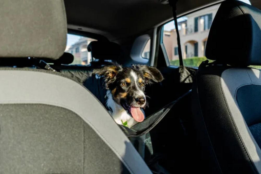 Secure crates and carriers with seat belts Keep pets in the back seat, Size restraints properly for your pet, Secure crates and carriers with seat belts, Gradually acclimate pets to car travel, Feed pets hours before departure, Update identification before traveling, Pack essential travel supplies, Monitor temperature throughout the journey, Avoid pickup truck beds entirely, Prepare for hot weather emergencies, Choose certified safety products over cheap alternatives, Making every mile matter