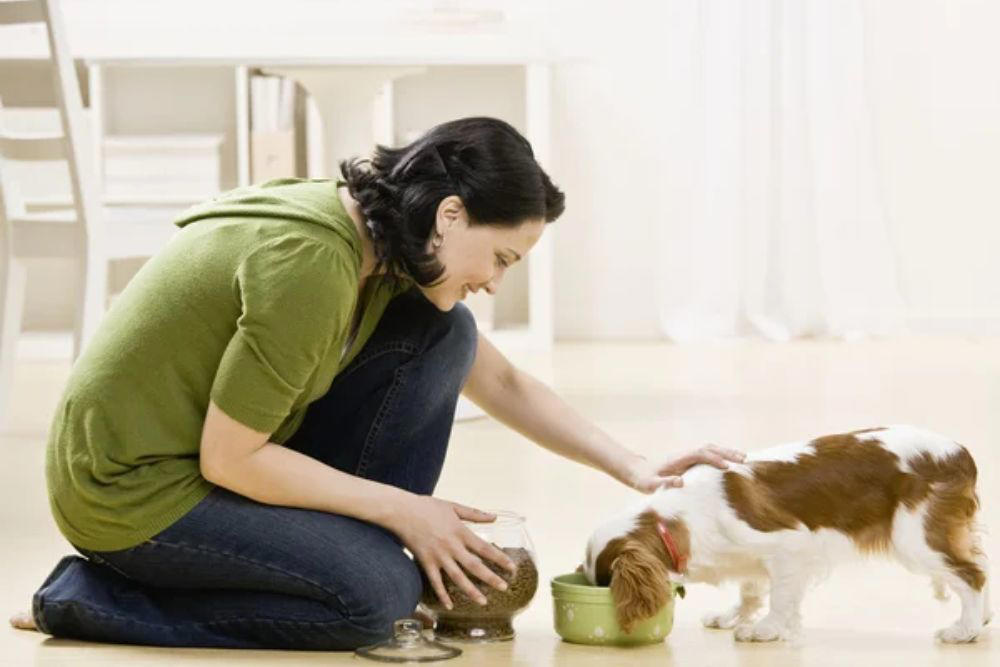 Feed pets hours before departure Keep pets in the back seat, Size restraints properly for your pet, Secure crates and carriers with seat belts, Gradually acclimate pets to car travel, Feed pets hours before departure, Update identification before traveling, Pack essential travel supplies, Monitor temperature throughout the journey, Avoid pickup truck beds entirely, Prepare for hot weather emergencies, Choose certified safety products over cheap alternatives, Making every mile matter