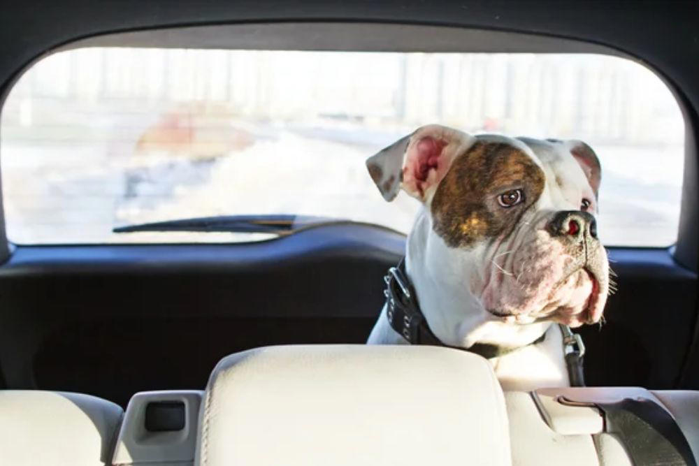 Keep pets in the back seat Keep pets in the back seat, Size restraints properly for your pet, Secure crates and carriers with seat belts, Gradually acclimate pets to car travel, Feed pets hours before departure, Update identification before traveling, Pack essential travel supplies, Monitor temperature throughout the journey, Avoid pickup truck beds entirely, Prepare for hot weather emergencies, Choose certified safety products over cheap alternatives, Making every mile matter
