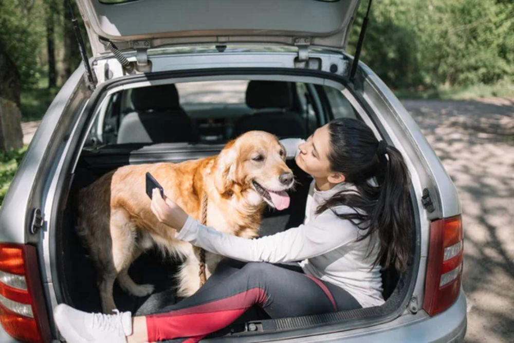 Choose certified safety products over cheap alternatives Keep pets in the back seat, Size restraints properly for your pet, Secure crates and carriers with seat belts, Gradually acclimate pets to car travel, Feed pets hours before departure, Update identification before traveling, Pack essential travel supplies, Monitor temperature throughout the journey, Avoid pickup truck beds entirely, Prepare for hot weather emergencies, Choose certified safety products over cheap alternatives, Making every mile matter