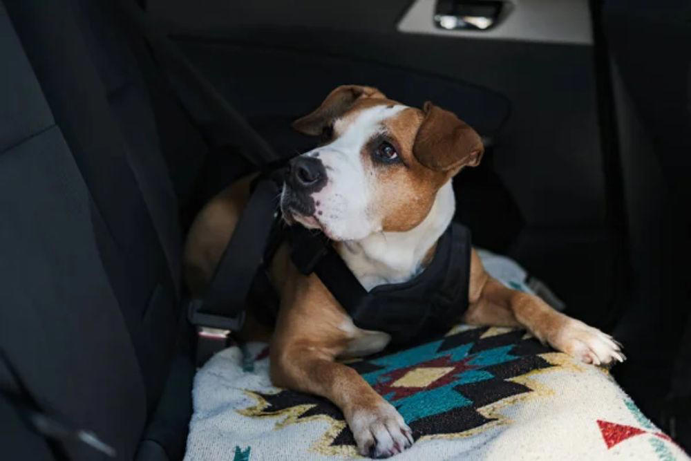 Avoid pickup truck beds entirely Keep pets in the back seat, Size restraints properly for your pet, Secure crates and carriers with seat belts, Gradually acclimate pets to car travel, Feed pets hours before departure, Update identification before traveling, Pack essential travel supplies, Monitor temperature throughout the journey, Avoid pickup truck beds entirely, Prepare for hot weather emergencies, Choose certified safety products over cheap alternatives, Making every mile matter