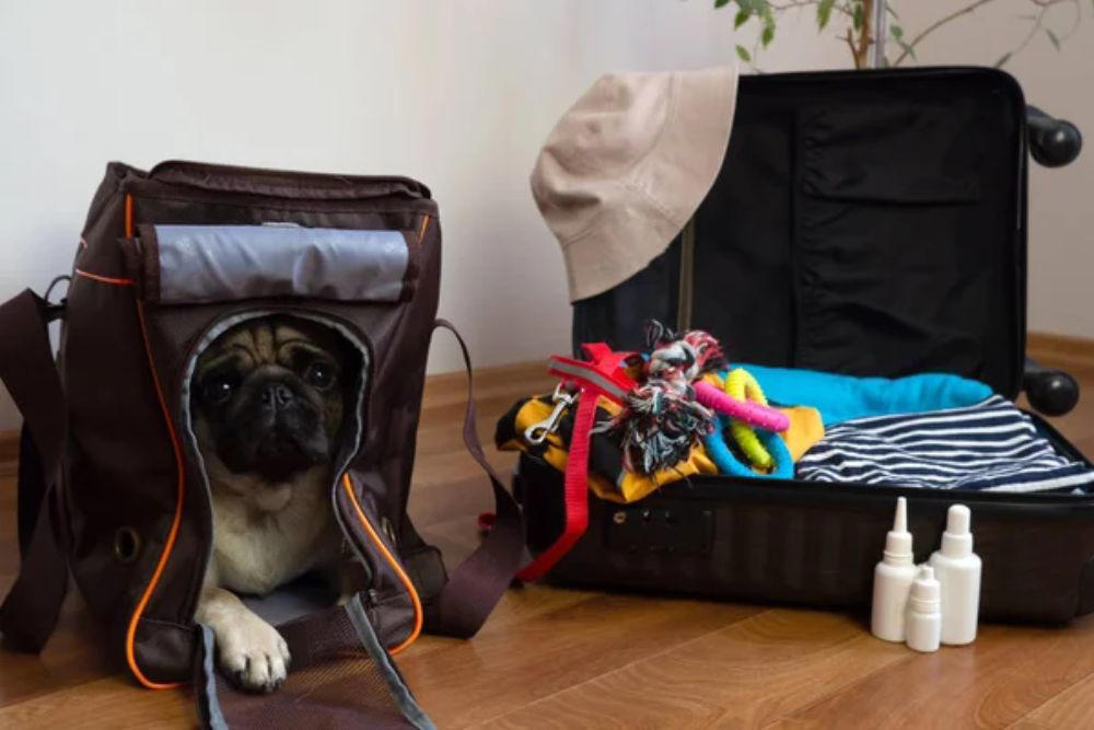 Pack essential travel supplies Keep pets in the back seat, Size restraints properly for your pet, Secure crates and carriers with seat belts, Gradually acclimate pets to car travel, Feed pets hours before departure, Update identification before traveling, Pack essential travel supplies, Monitor temperature throughout the journey, Avoid pickup truck beds entirely, Prepare for hot weather emergencies, Choose certified safety products over cheap alternatives, Making every mile matter