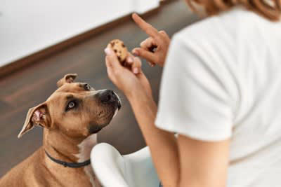 愛犬があなたの言うことを聞かないのは２つの理由がある, 犬が言うことを聞かない理由その１, 犬が言うことを聞かない理由その２, 言うことの意味を分かっているかの見極め方