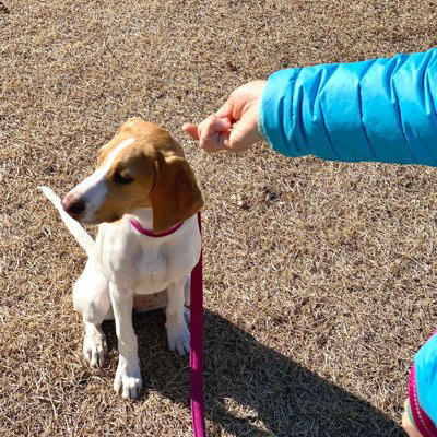 愛犬があなたの言うことを聞かないのは２つの理由がある, 犬が言うことを聞かない理由その１, 犬が言うことを聞かない理由その２, 言うことの意味を分かっているかの見極め方