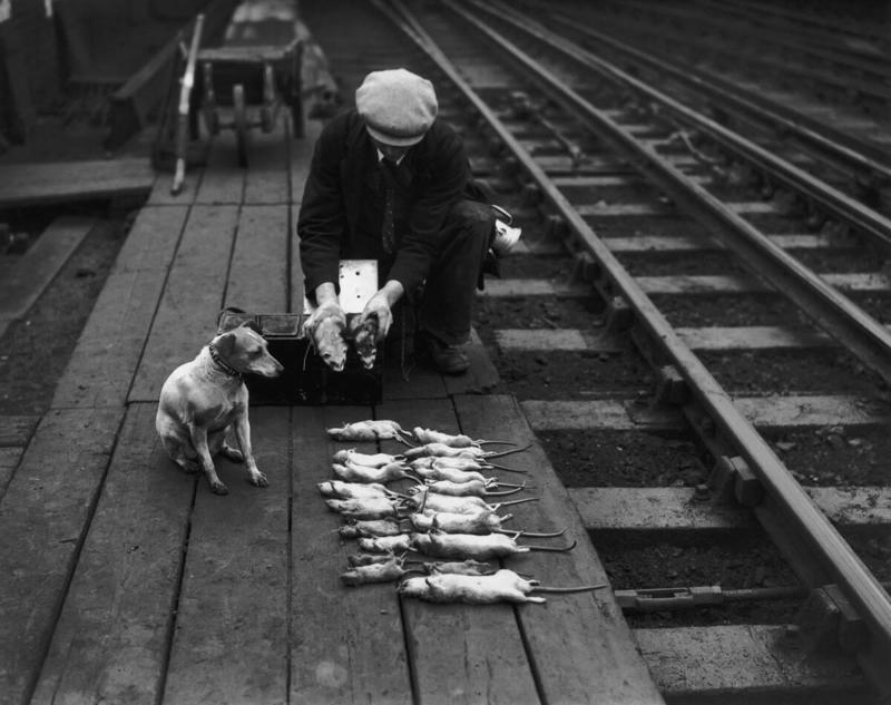 Rat Catcher Lamplighter, Ice Cutter, Knocker-Up, Rat Catcher, Leech Collector, Town Crier, Pinsetter, The Scribe: Documenting History Without Technology, Phrenologist, Chimney Sweep, Switchboard Operator, Telegraph Operator, Elevator Operator, Street Organ Grinder
