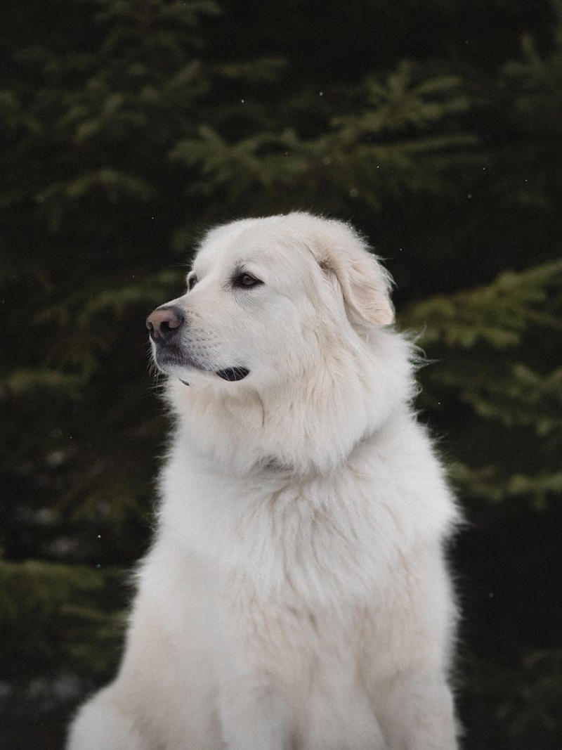 1) Doberman Pinscher, 2) Belgian Malanois, 3) German Shorthaired Pointer, 4) Great Pyrenees, 6) Shetland Sheepdog, 8) Wirehaired Pointing Griffon, 10) Poodle, 13) German Shepherd, 14) Papillon, 15) Rottweiler, 17) Australian Cattle Dog, 18) Collie, 19) Bloodhound, 20) Miniature Schnauzer, 21) Standard Schnauzer, 22) English Springer Spaniel