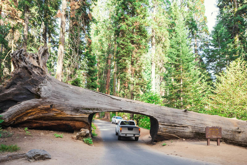 When should I go to Sequoia National Park?, How much time should I spend in Sequoia National Park?, Is it easy to get in and around Sequoia National Park?, Top things to do in Sequoia National Park, My favorite thing to do in Sequoia National Park, How much money do I need for Sequoia National Park?, Are Sequoia and Kings Canyon the same park?, Which is the best entrance to Sequoia National Park?, What are the best places to stay in Sequoia National Park?, Are dogs allowed in Sequoia National Park?, What’s the best time of year to visit Sequoia National Park?, Are there bears in Sequoia National Park?, What should I wear and pack in Sequoia National Park?