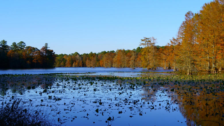 Garrisons Lake In Central Delaware, Trap Pond Near The City Of Laurel, The Deepest Lake In Delaware, Millsboro Pond, Also Has Some Snakes, Lums Pond, The Largest Pond In The First State
