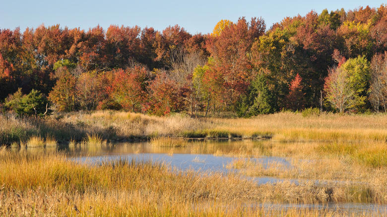 Garrisons Lake In Central Delaware, Trap Pond Near The City Of Laurel, The Deepest Lake In Delaware, Millsboro Pond, Also Has Some Snakes, Lums Pond, The Largest Pond In The First State