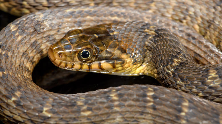 Garrisons Lake In Central Delaware, Trap Pond Near The City Of Laurel, The Deepest Lake In Delaware, Millsboro Pond, Also Has Some Snakes, Lums Pond, The Largest Pond In The First State