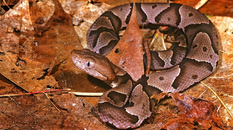 Garrisons Lake In Central Delaware, Trap Pond Near The City Of Laurel, The Deepest Lake In Delaware, Millsboro Pond, Also Has Some Snakes, Lums Pond, The Largest Pond In The First State