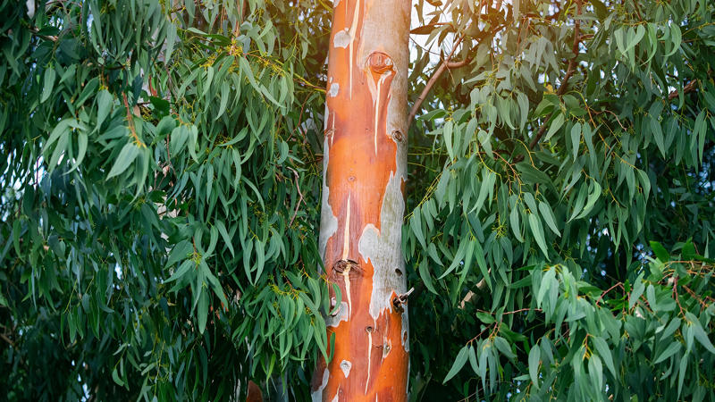 Where I went wrong, What I love about eucalyptus, It limits surrounding plant growth, Eucalyptus is thirsty, The shallow roots sprawl and can cause damage, The tall trees are prone to toppling over, Eucalyptus is highly flammable, Avoid if you’ve got pets