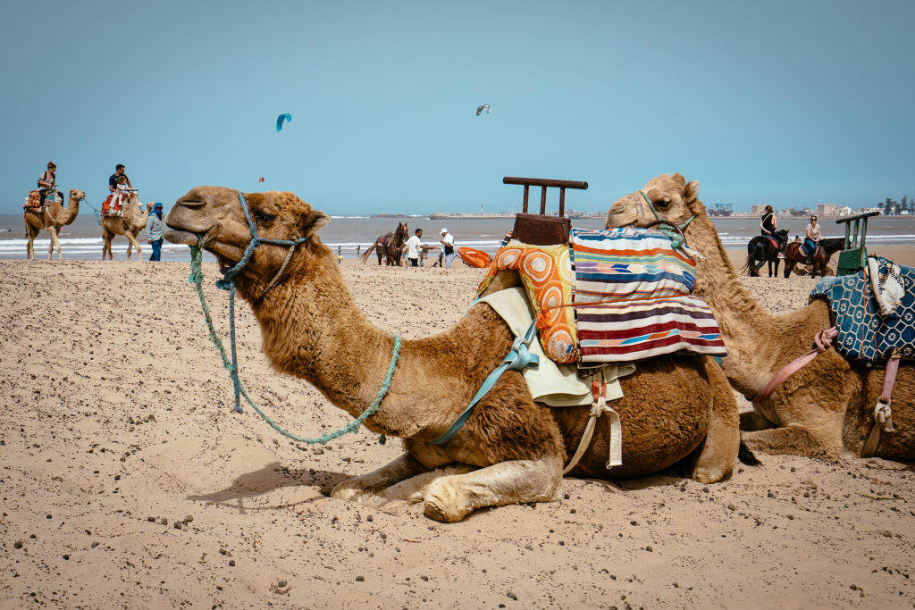 Morocco is working towards the World Cup, In December 2025. the country hosts the Africa Cup of Nations, The biggest soccer stadium in the world, Where futurism and tradition meet, High-speed train from Tangier to Agadir, 3 hours from Tangier to Marrakesh, Infrastructure expansion meets historic traffic, Road transport could be better, Morocco's tourism still promises adventure, Moroccans try to protect the coasts, Muslim country but welcoming to other faiths, But: no drinking, A country of contradictions, Tangier and Sahara, stepping stones to Europe, Migration, A European partner - despite all democratic deficits, Strong performance against Islamic terrorism, Connection with India, Tourism is becoming more professional, An issue: animal protection, Luxury and golf tourism, Morocco's people impress with their friendliness, Beaches are not crowded, Ideal for water sports enthusiasts, Poverty alongside tourist attractions, Shopping in Morocco, No pressure from dromedaries, Morocco's biggest problem: water, Environmental issues, Other concerns: construction frenzy and high prices for locals, Locals cannot afford the tourist prices anymore, Fruit sold on the beach