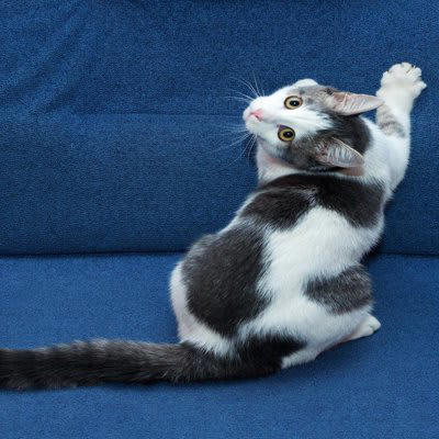 『絶対にやってはいけないしつけ法』3選, 1.体罰や暴言を与える, 2.猫の習性を無視する, 爪とぎを禁止する, じゃれる・甘噛みをする・ケリケリする, 3.何でも無理強いする