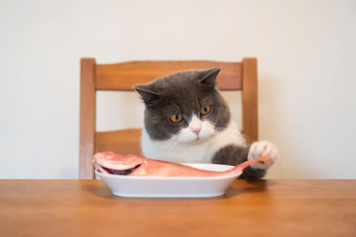猫には絶対に与えてはいけない『要注意な魚介類』4種, 1.生のイカ・タコ・貝類・甲殻類, 2.青魚（サバ、アジ、サンマなど）, 4.調理済みの魚介類（人間用）, 猫のごはんは「総合栄養食＋水」で問題ない