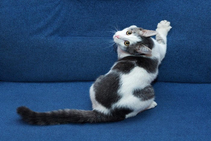 『絶対にやってはいけないしつけ法』3選, 1.体罰や暴言を与える, 2.猫の習性を無視する, 爪とぎを禁止する, じゃれる・甘噛みをする・ケリケリする, 3.何でも無理強いする