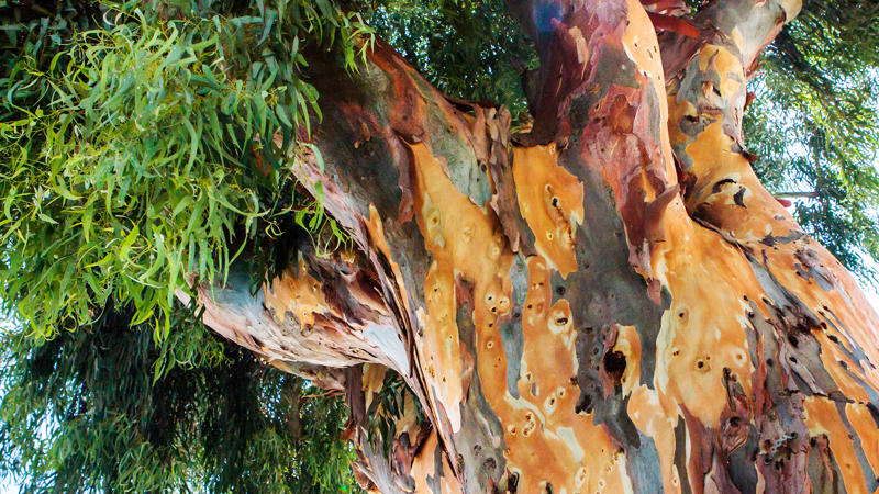 Where I went wrong, What I love about eucalyptus, It limits surrounding plant growth, Eucalyptus is thirsty, The shallow roots sprawl and can cause damage, The tall trees are prone to toppling over, Eucalyptus is highly flammable, Avoid if you’ve got pets