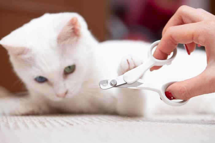 『絶対にやってはいけないしつけ法』3選, 1.体罰や暴言を与える, 2.猫の習性を無視する, 爪とぎを禁止する, じゃれる・甘噛みをする・ケリケリする, 3.何でも無理強いする