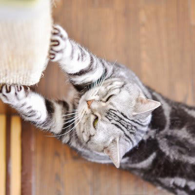 猫が「飼いやすい」と言われる理由5選, 1.散歩の必要がない, 2.きれい好きで自分で毛づくろいをする, 3.静かで過ごしやすく、集合住宅にも向く, 4.食事やトイレの管理がしやすい, 5.単独行動を好み、留守番ができる, 飼いやすいけど…迎える前に知っておきたい心得, 世話は必要！完全に「放っておいていい」わけではない, 家具や壁が傷つく可能性がある, 医療費やフード代など、固定費はかかる, 「相性」や「性格の差」も理解して