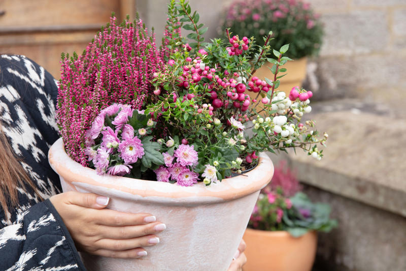 Look at the sale racks, Buy bare root, Take cuttings, Boost flower power with self-seeders, Sow seeds rather than buying mature plants, Make your own compost