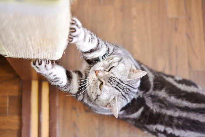 猫が「飼いやすい」と言われる理由5選, 1.散歩の必要がない, 2.きれい好きで自分で毛づくろいをする, 3.静かで過ごしやすく、集合住宅にも向く, 4.食事やトイレの管理がしやすい, 5.単独行動を好み、留守番ができる, 飼いやすいけど…迎える前に知っておきたい心得, 世話は必要！完全に「放っておいていい」わけではない, 家具や壁が傷つく可能性がある, 医療費やフード代など、固定費はかかる, 「相性」や「性格の差」も理解して