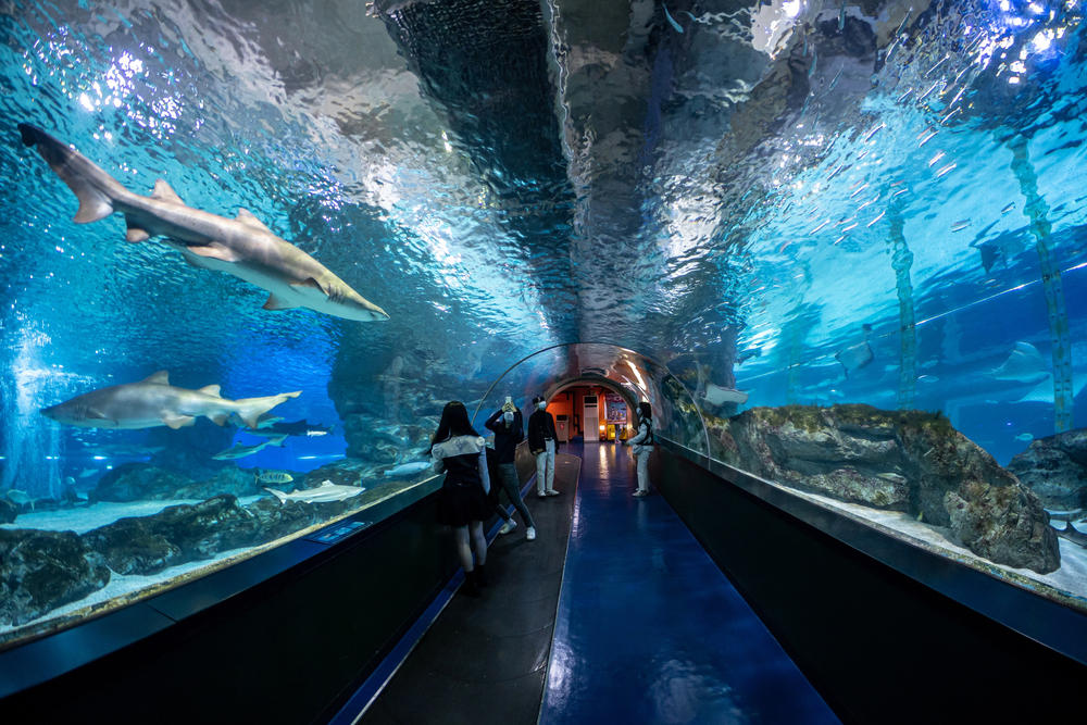 COEX Aquarium Namsan Tower, Bukchon Hanok Village, Gyeongbokgung Palace, Gwanghwamun Square, Lotte World, Dongdaemun Design Plaza, Itaewon District, Yonsei University, Han River Parks, Cheonggyecheon Stream, Deoksugung Palace Stonewall Walkway, Seoul Fortress Wall, COEX Aquarium, Coffee Prince Café, Dal.komm Coffee, Seoul's Drama Legacy Lives On