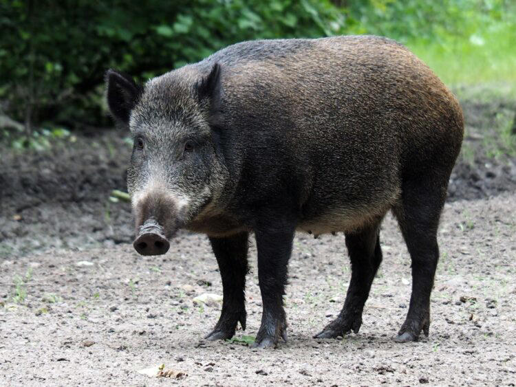 Alligators, Raccoons, Seagulls, Wild Boars, Squirrels, Elephants, Kangaroos
