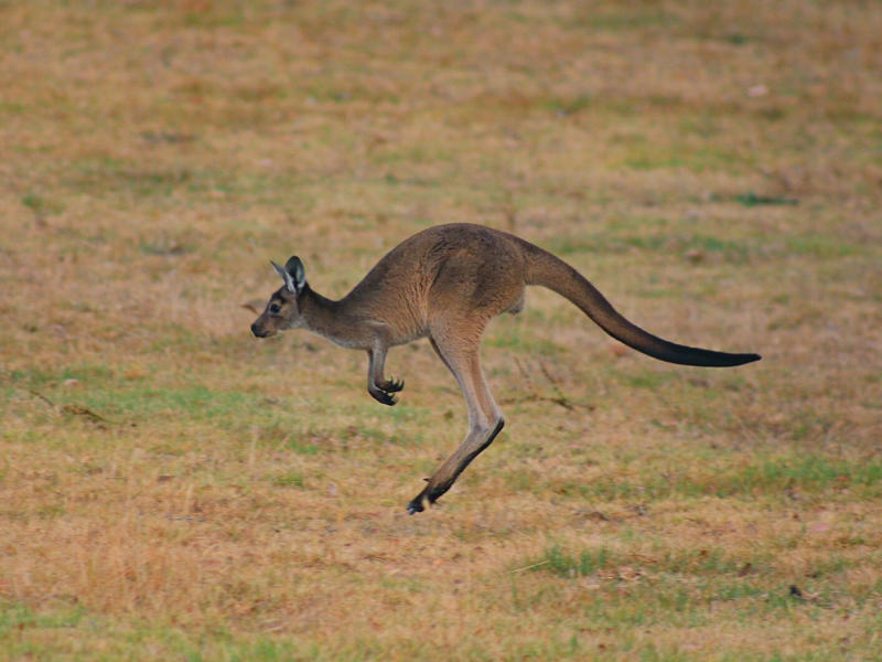 Alligators, Raccoons, Seagulls, Wild Boars, Squirrels, Elephants, Kangaroos