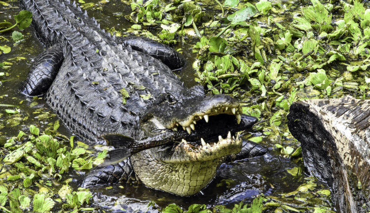 Alligators, Raccoons, Seagulls, Wild Boars, Squirrels, Elephants, Kangaroos