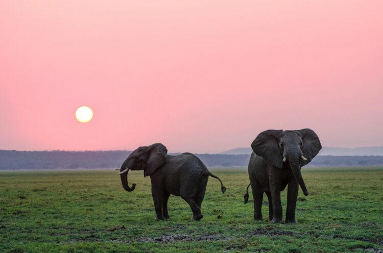 Alligators, Raccoons, Seagulls, Wild Boars, Squirrels, Elephants, Kangaroos