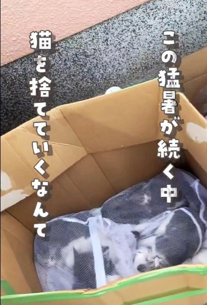 5月に6匹、7月に14匹…遺棄の実態, 酷暑の中、ぎゅうぎゅう詰めの子猫たち, 「命を黙って置いていかないで」施設代表の訴え, 動物の遺棄は犯罪、行政や地域の協力も必要