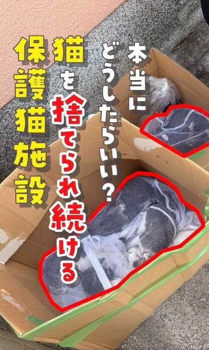 5月に6匹、7月に14匹…遺棄の実態, 酷暑の中、ぎゅうぎゅう詰めの子猫たち, 「命を黙って置いていかないで」施設代表の訴え, 動物の遺棄は犯罪、行政や地域の協力も必要