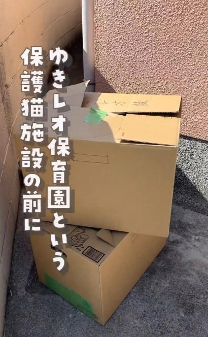 5月に6匹、7月に14匹…遺棄の実態, 酷暑の中、ぎゅうぎゅう詰めの子猫たち, 「命を黙って置いていかないで」施設代表の訴え, 動物の遺棄は犯罪、行政や地域の協力も必要