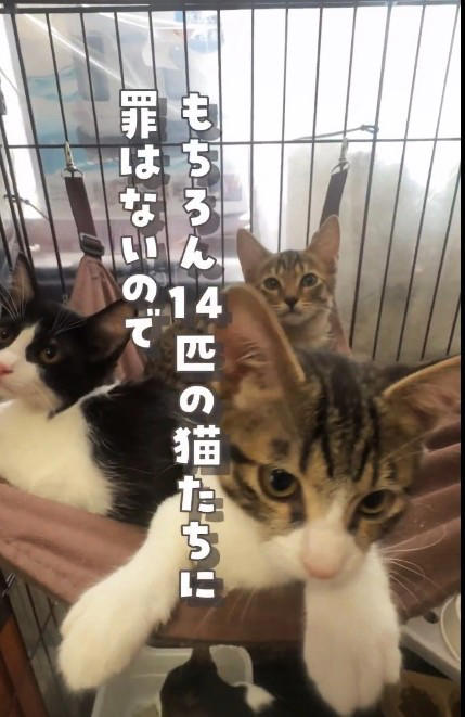 5月に6匹、7月に14匹…遺棄の実態, 酷暑の中、ぎゅうぎゅう詰めの子猫たち, 「命を黙って置いていかないで」施設代表の訴え, 動物の遺棄は犯罪、行政や地域の協力も必要