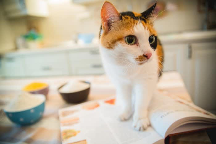 猫に小麦粉を与えても大丈夫？基本的な考え方を解説, 小麦粉を使った食品、猫に与えてよい？5つの製品別にチェック, 1.パン：砂糖・塩分・バターが問題, 2.クッキー・ビスケット：糖分と油脂が過剰, 3.うどん・パスタ：味付けや塩分に注意, 4.ホットケーキ・パンケーキ：膨張剤や甘味料に注意, 5.天ぷら・フライ衣：油と塩分が危険, 猫に小麦粉食品を与えないために気をつけたいこと, テーブルやキッチンに食べ物を放置しない, おやつは猫用の安全な製品を選ぶ, 誤食したときの対処法を知っておく