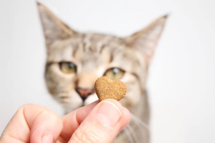 猫に小麦粉を与えても大丈夫？基本的な考え方を解説, 小麦粉を使った食品、猫に与えてよい？5つの製品別にチェック, 1.パン：砂糖・塩分・バターが問題, 2.クッキー・ビスケット：糖分と油脂が過剰, 3.うどん・パスタ：味付けや塩分に注意, 4.ホットケーキ・パンケーキ：膨張剤や甘味料に注意, 5.天ぷら・フライ衣：油と塩分が危険, 猫に小麦粉食品を与えないために気をつけたいこと, テーブルやキッチンに食べ物を放置しない, おやつは猫用の安全な製品を選ぶ, 誤食したときの対処法を知っておく