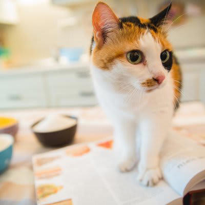 猫に小麦粉を与えても大丈夫？基本的な考え方を解説, 小麦粉を使った食品、猫に与えてよい？5つの製品別にチェック, 1.パン：砂糖・塩分・バターが問題, 2.クッキー・ビスケット：糖分と油脂が過剰, 3.うどん・パスタ：味付けや塩分に注意, 4.ホットケーキ・パンケーキ：膨張剤や甘味料に注意, 5.天ぷら・フライ衣：油と塩分が危険, 猫に小麦粉食品を与えないために気をつけたいこと, テーブルやキッチンに食べ物を放置しない, おやつは猫用の安全な製品を選ぶ, 誤食したときの対処法を知っておく