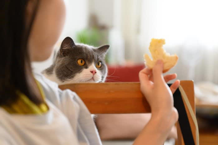 猫に小麦粉を与えても大丈夫？基本的な考え方を解説, 小麦粉を使った食品、猫に与えてよい？5つの製品別にチェック, 1.パン：砂糖・塩分・バターが問題, 2.クッキー・ビスケット：糖分と油脂が過剰, 3.うどん・パスタ：味付けや塩分に注意, 4.ホットケーキ・パンケーキ：膨張剤や甘味料に注意, 5.天ぷら・フライ衣：油と塩分が危険, 猫に小麦粉食品を与えないために気をつけたいこと, テーブルやキッチンに食べ物を放置しない, おやつは猫用の安全な製品を選ぶ, 誤食したときの対処法を知っておく