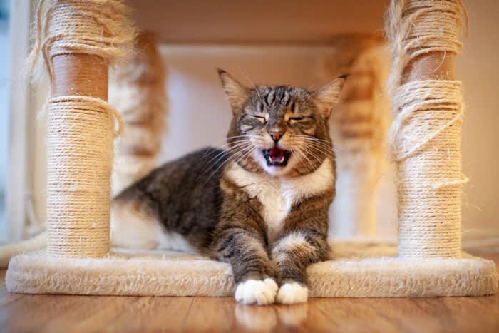 猫があなたに『話しかけてくる』ときの気持ち, 1. 「ごはんちょうだい」のおねだり, 2.「かまってほしい」という甘え, 3.「不満があるんだけど」の抗議モード, 4.「ここにいるよー」のあいさつ, 猫の気持ちを知るためには？