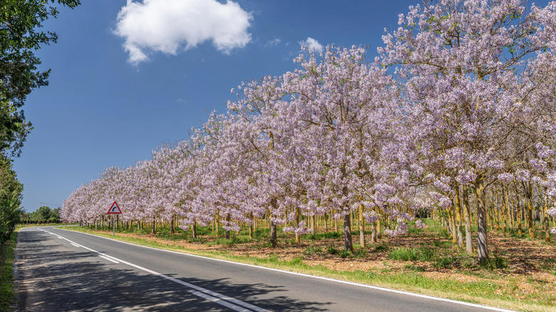 Don't Plant Norway Maples, Don't Plant Autumn Olives Or Russian Olives, Don't Plant The Tree Of Heaven, Don't Plant Princess Trees, Don't Plant Amur Cork Trees