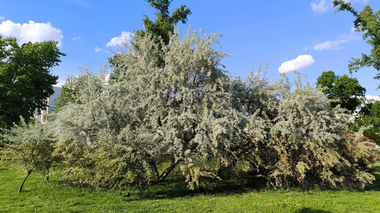 Don't Plant Norway Maples, Don't Plant Autumn Olives Or Russian Olives, Don't Plant The Tree Of Heaven, Don't Plant Princess Trees, Don't Plant Amur Cork Trees