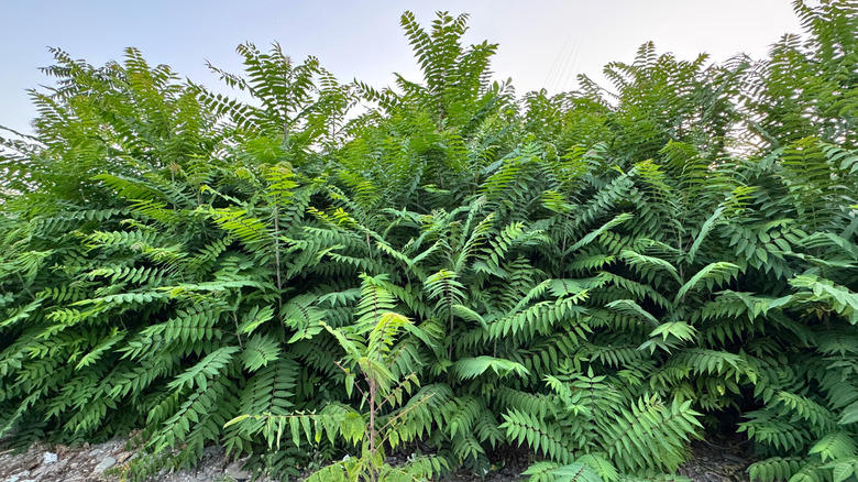 Don't Plant Norway Maples, Don't Plant Autumn Olives Or Russian Olives, Don't Plant The Tree Of Heaven, Don't Plant Princess Trees, Don't Plant Amur Cork Trees