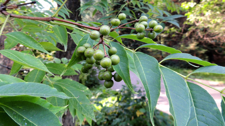 Don't Plant Norway Maples, Don't Plant Autumn Olives Or Russian Olives, Don't Plant The Tree Of Heaven, Don't Plant Princess Trees, Don't Plant Amur Cork Trees