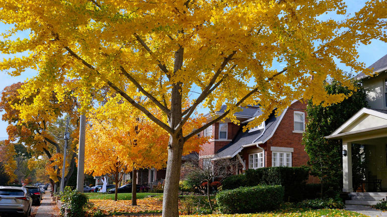 Don't Plant Norway Maples, Don't Plant Autumn Olives Or Russian Olives, Don't Plant The Tree Of Heaven, Don't Plant Princess Trees, Don't Plant Amur Cork Trees