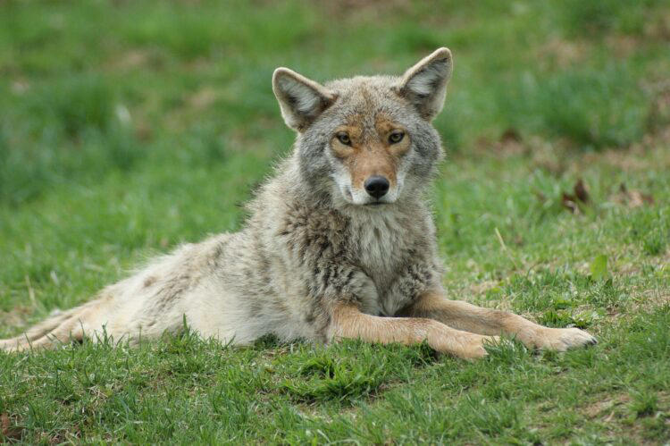 Alligators, Raccoons, Seagulls, Wild Boars, Squirrels, Elephants, Kangaroos