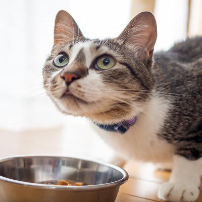 猫の健康な体作りに欠かせない『栄養素』, 1.「タンパク質」は筋肉・皮膚・被毛を支える土台, 2.「タウリン」は目と心臓を守ってくれる, 3.「ビタミンA」で暗闇でも活動できる, 4.「オメガ3脂肪酸」はふわふわな毛並みと関節の味方, 足りないとどうなる？猫が出す健康のSOSサイン